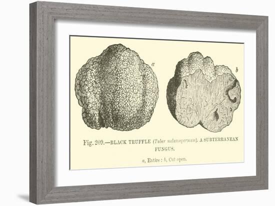 Black Truffle-null-Framed Giclee Print