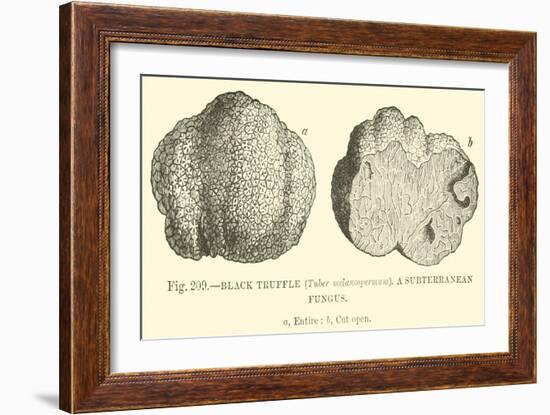Black Truffle-null-Framed Giclee Print