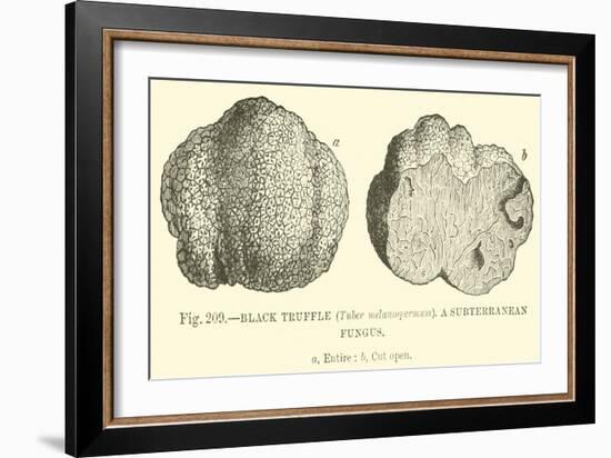 Black Truffle-null-Framed Giclee Print