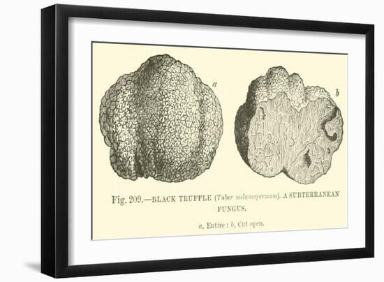 Black Truffle-null-Framed Giclee Print