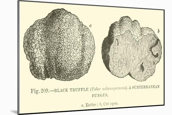 Black Truffle-null-Mounted Giclee Print