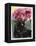 Black Tulips-Anne Robinson-Framed Premier Image Canvas