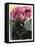 Black Tulips-Anne Robinson-Framed Premier Image Canvas