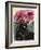 Black Tulips-Anne Robinson-Framed Giclee Print