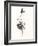 Black Tulle-Jane Hartley-Framed Giclee Print