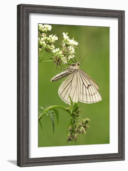 Black-Veined Moth, Side View-Harald Kroiss-Framed Photographic Print