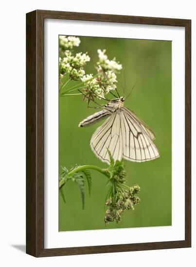 Black-Veined Moth, Side View-Harald Kroiss-Framed Photographic Print