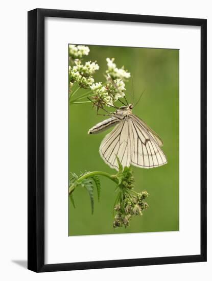 Black-Veined Moth, Side View-Harald Kroiss-Framed Photographic Print