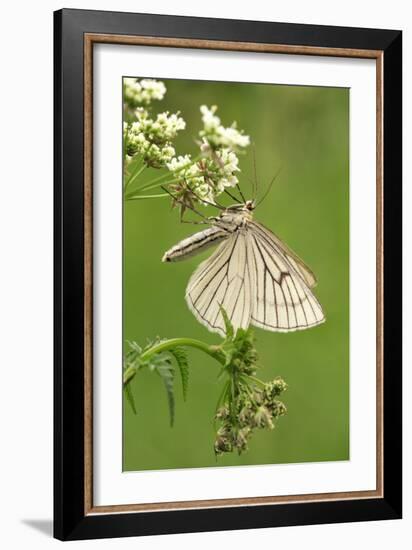 Black-Veined Moth, Side View-Harald Kroiss-Framed Photographic Print