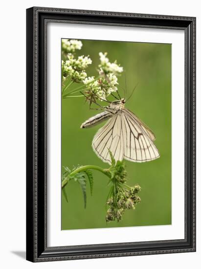 Black-Veined Moth, Side View-Harald Kroiss-Framed Photographic Print