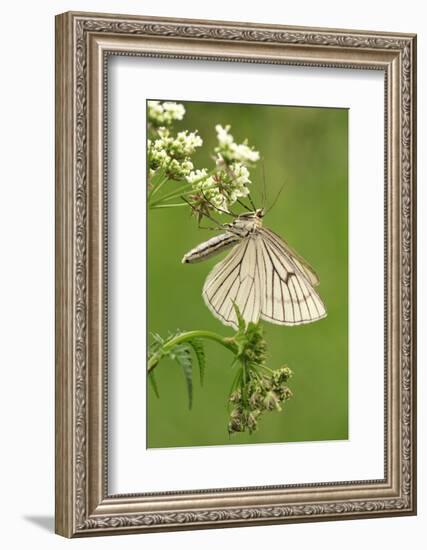 Black-Veined Moth, Side View-Harald Kroiss-Framed Photographic Print