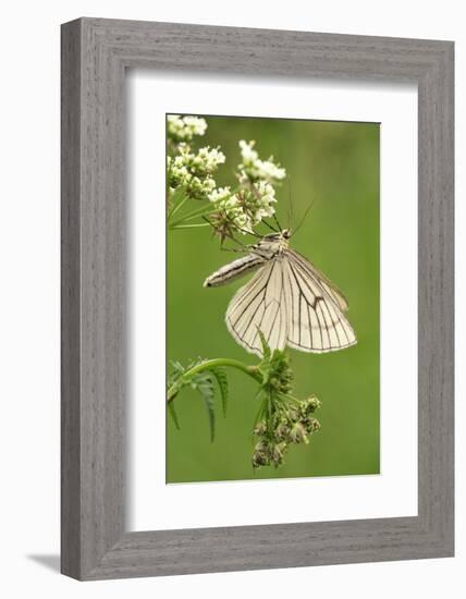 Black-Veined Moth, Side View-Harald Kroiss-Framed Photographic Print