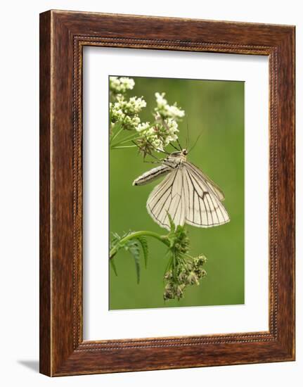 Black-Veined Moth, Side View-Harald Kroiss-Framed Photographic Print
