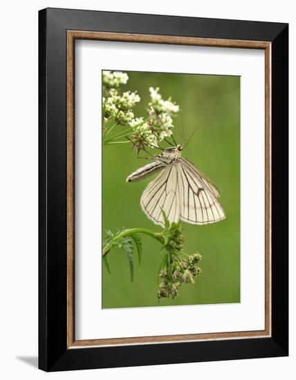 Black-Veined Moth, Side View-Harald Kroiss-Framed Photographic Print