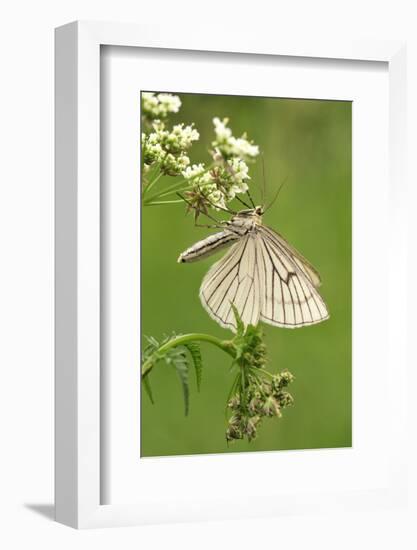 Black-Veined Moth, Side View-Harald Kroiss-Framed Photographic Print