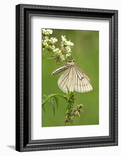 Black-Veined Moth, Side View-Harald Kroiss-Framed Photographic Print