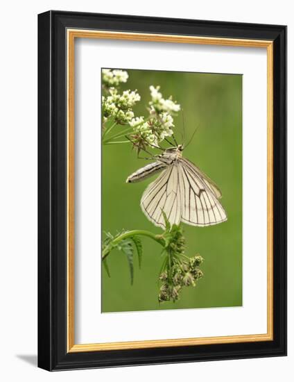 Black-Veined Moth, Side View-Harald Kroiss-Framed Photographic Print