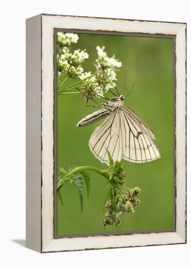 Black-Veined Moth, Side View-Harald Kroiss-Framed Premier Image Canvas