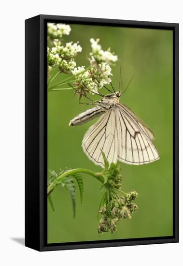 Black-Veined Moth, Side View-Harald Kroiss-Framed Premier Image Canvas