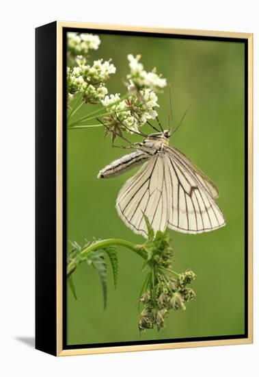 Black-Veined Moth, Side View-Harald Kroiss-Framed Premier Image Canvas