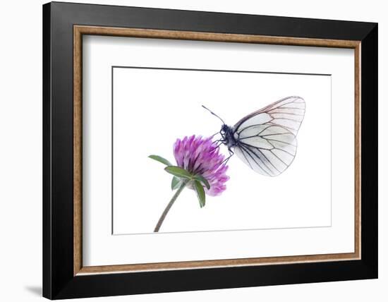 Black Veined White Butterfly (Aporia Crataegi) on Red Clover (Trifolium Pratense) Austria, July-Benvie-Framed Photographic Print