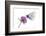 Black Veined White Butterfly (Aporia Crataegi) on Red Clover (Trifolium Pratense) Austria, July-Benvie-Framed Photographic Print