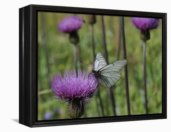 Black Veined White Butterfly (Aporia Crataegi), Pannonic Thistle (Cirsium Pannonicum), Slovenia-Nick Upton-Framed Premier Image Canvas