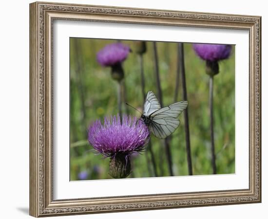 Black Veined White Butterfly (Aporia Crataegi), Pannonic Thistle (Cirsium Pannonicum), Slovenia-Nick Upton-Framed Photographic Print