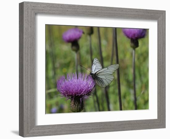 Black Veined White Butterfly (Aporia Crataegi), Pannonic Thistle (Cirsium Pannonicum), Slovenia-Nick Upton-Framed Photographic Print