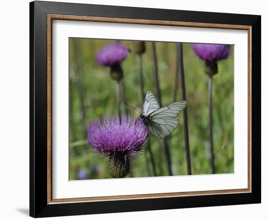 Black Veined White Butterfly (Aporia Crataegi), Pannonic Thistle (Cirsium Pannonicum), Slovenia-Nick Upton-Framed Photographic Print