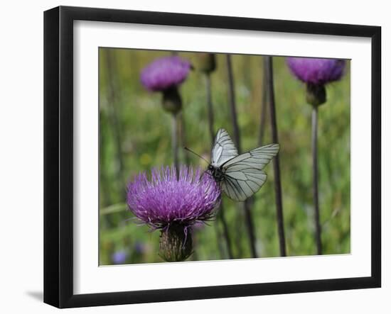 Black Veined White Butterfly (Aporia Crataegi), Pannonic Thistle (Cirsium Pannonicum), Slovenia-Nick Upton-Framed Photographic Print