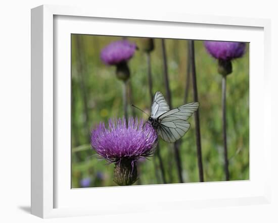 Black Veined White Butterfly (Aporia Crataegi), Pannonic Thistle (Cirsium Pannonicum), Slovenia-Nick Upton-Framed Photographic Print