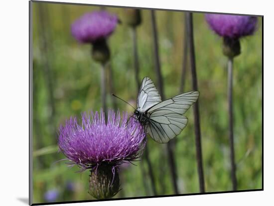 Black Veined White Butterfly (Aporia Crataegi), Pannonic Thistle (Cirsium Pannonicum), Slovenia-Nick Upton-Mounted Photographic Print