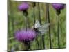 Black Veined White Butterfly (Aporia Crataegi), Pannonic Thistle (Cirsium Pannonicum), Slovenia-Nick Upton-Mounted Photographic Print