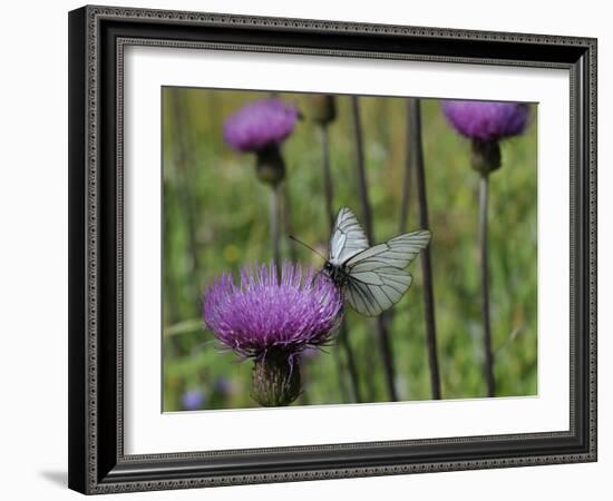 Black Veined White Butterfly (Aporia Crataegi), Pannonic Thistle (Cirsium Pannonicum), Slovenia-Nick Upton-Framed Photographic Print