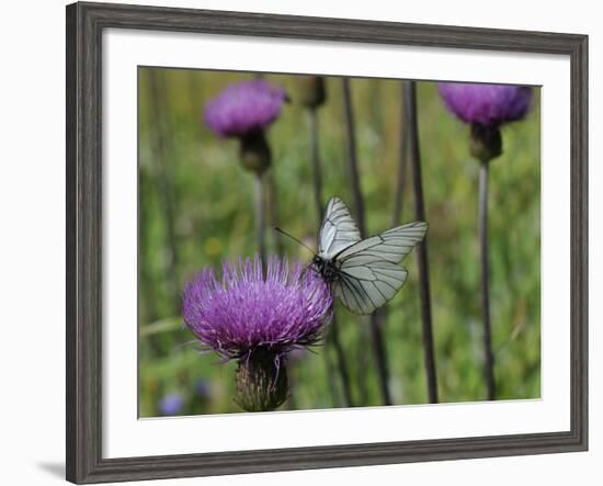 Black Veined White Butterfly (Aporia Crataegi), Pannonic Thistle (Cirsium Pannonicum), Slovenia-Nick Upton-Framed Photographic Print