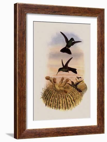 Black-Vented Plumeleteer, Hypuroptila Melanorrhoa-John Gould-Framed Giclee Print