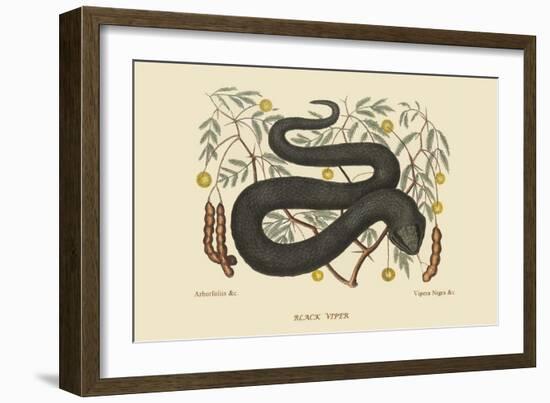 Black Viper-Mark Catesby-Framed Art Print