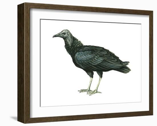 Black Vulture (Coragyps Atratus), Birds-Encyclopaedia Britannica-Framed Art Print