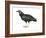 Black Vulture (Coragyps Atratus), Birds-Encyclopaedia Britannica-Framed Art Print