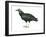 Black Vulture (Coragyps Atratus), Birds-Encyclopaedia Britannica-Framed Art Print