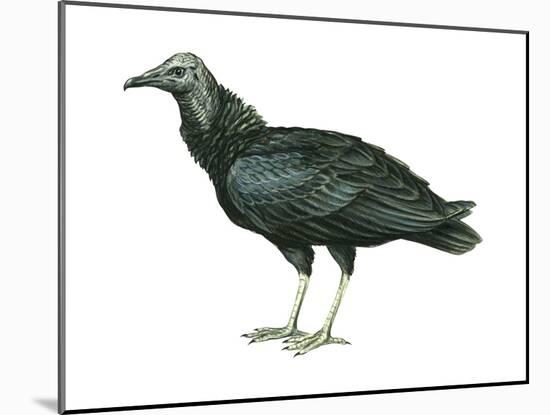 Black Vulture (Coragyps Atratus), Birds-Encyclopaedia Britannica-Mounted Art Print