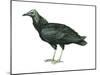 Black Vulture (Coragyps Atratus), Birds-Encyclopaedia Britannica-Mounted Art Print