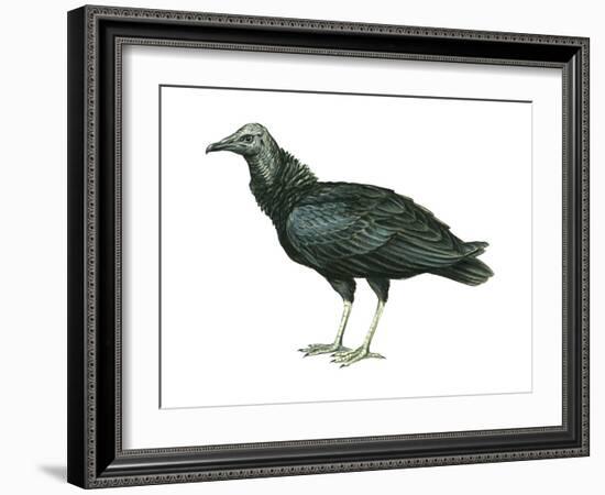 Black Vulture (Coragyps Atratus), Birds-Encyclopaedia Britannica-Framed Art Print