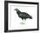 Black Vulture (Coragyps Atratus), Birds-Encyclopaedia Britannica-Framed Art Print