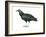 Black Vulture (Coragyps Atratus), Birds-Encyclopaedia Britannica-Framed Art Print