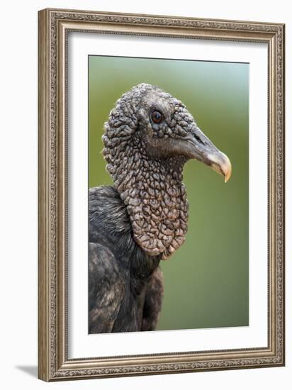 Black Vulture (Coragyps Atratus), Pantanal Wetlands, Brazil-null-Framed Photographic Print