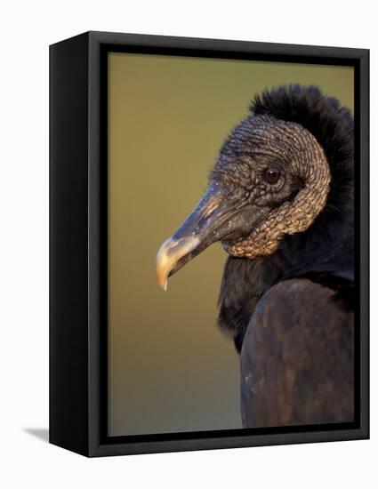 Black Vulture, Everglades National Park, Florida, USA-Art Wolfe-Framed Premier Image Canvas