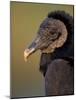 Black Vulture, Everglades National Park, Florida, USA-Art Wolfe-Mounted Photographic Print