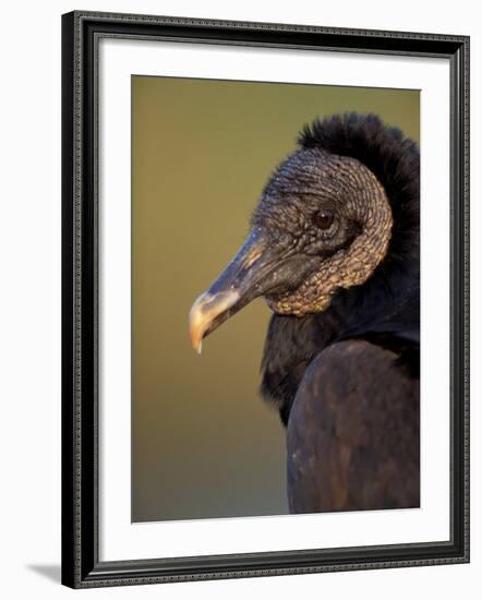 Black Vulture, Everglades National Park, Florida, USA-Art Wolfe-Framed Photographic Print